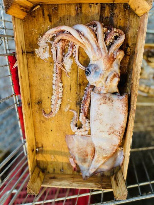 Fangfrischer Tintenfisch