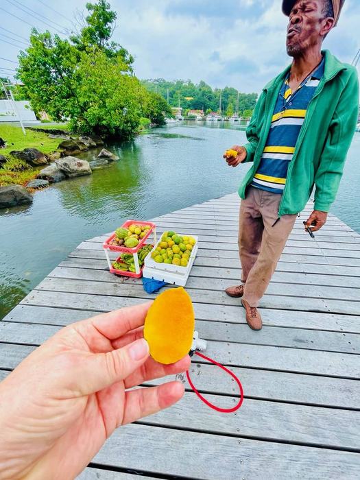 Frische Mango direkt vom Erzeuger